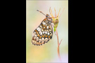 Westalpiner Scheckenfalter (Melitaea varia) 01