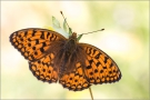 Mittlerer Perlmutterfalter (Argynnis niobe) 04