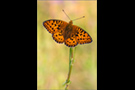 Mittlerer Perlmutterfalter (Argynnis niobe) 02