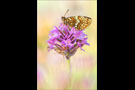 Östlicher Scheckenfalter (Melitaea britomartis) 03