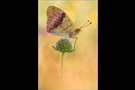 Östlicher Perlmutterfalter (Argynnis laodice) 01