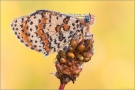 Roter Scheckenfalter 04 (Melitaea didyma)