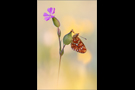 Silberfleck-Perlmutterfalter (Boloria euphrosyne) 01