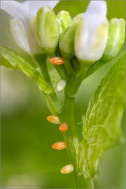 Aurorafalter Eier (Anthocharis cardamines) 29