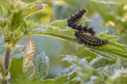 Kleiner Fuchs Puppe (Aglais urticae) 04