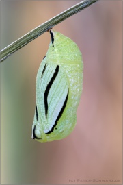 Alpen-Wiesenvögelchen Puppe (Coenonympha gardetta) 18