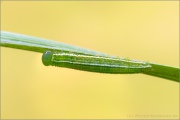 Alpen-Wiesenvögelchen Raupe (Coenonympha gardetta) 13