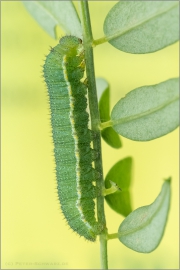 Alpen-Gelbling Raupe (Colias phicomone) 05