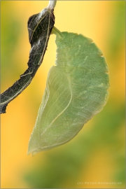 Kleiner Schillerfalter Puppe (Apatura ilia) 06