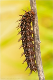 Feuriger Perlmuttfalter Raupe (Fabriciana adippe) 09