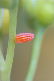 Ei Aurorafalter (Anthocharis cardamines) 03