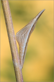 Puppe Aurorafalter (Anthocharis cardamines) 08