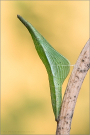 Puppe Aurorafalter (Anthocharis cardamines) 09