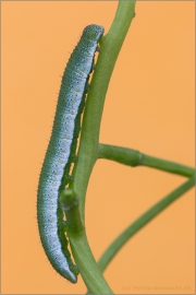 Raupe Aurorafalter (Anthocharis cardamines) 05