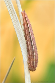 Balkan Schachbrett Raupe (Melanargia larissa) 09