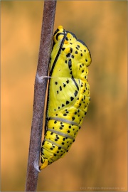 Baumweißling Puppe (Aporia crataegi) 04