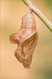 Blauschwarzer Eisvogel Puppe (Limenitis reducta) 05