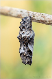 Natterwurz-Perlmutterfalter Puppe (Boloria titania) 25