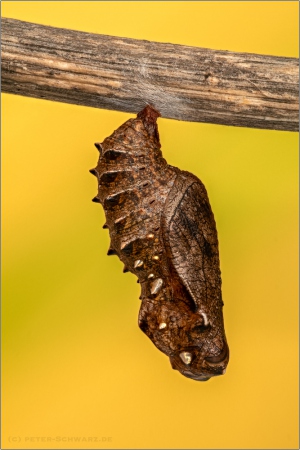 Magerrasen-Perlmuttfalter Puppe (Boloria dia) 11