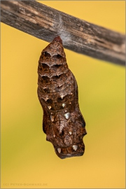 Magerrasen-Perlmuttfalter Puppe (Boloria dia) 12