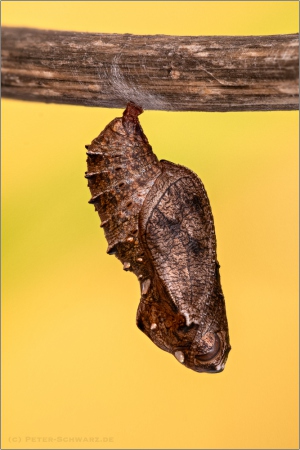 Magerrasen-Perlmuttfalter Puppe (Boloria dia) 10