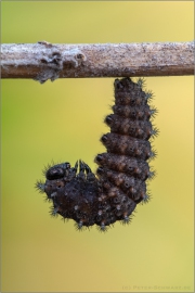 Magerrasen-Perlmuttfalter (Boloria dia) 16