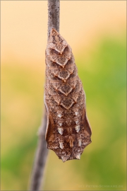 Randring-Perlmutterfalter Puppe (Boloria eunomia) 02