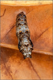 Silberfleck Perlmuttfalter Puppe (Boloria euphrosyne) 15