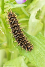 Alpenmatten-Perlmutterfalter Raupe (Boloria pales) 03