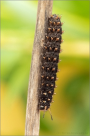 Sumpfwiesen-Perlmuttfalter Raupe (Boloria selene) 08