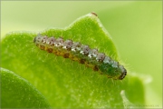 Sumpfwiesen-Perlmuttfalter Raupe (Boloria selene) 05