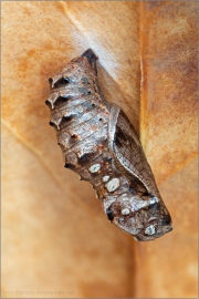 Sumpfwiesen-Perlmuttfalter Puppe (Boloria selene) 10