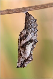 Alpen-Perlmutterfalter Puppe (Boloria thore) 06