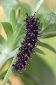 Bergwald-Perlmuttfalter Raupe (Boloria thore) 05