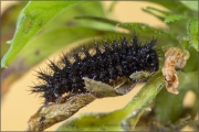 Natterwurz-Perlmutterfalter Raupe (Boloria titania) 16