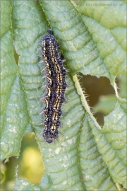 Kleiner Fuchs Raupe (Aglais urticae) 02