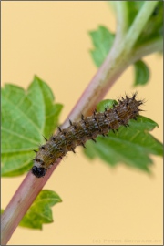 Mädesüß Perlmuttfalter Raupe (Brenthis ino) 18