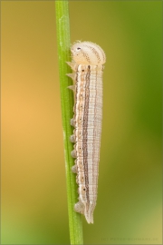 Weißer Waldportier Raupe (Brintesia circe) 01