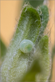 Grüner Zipfelfalter Ei (Callophrys rubi) 07