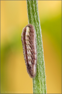 Kanarischer Bläuling Raupe (Cyclyrius webbianus) 11