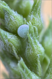 Faulbaumbläuling Ei (Celastrina argiolus) 03