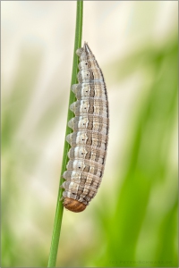 Berghexe Raupe (Chazara briseis) 01