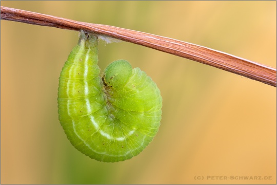Weißbindiges Wiesenvögelchen Pre-Puppe (Coenonympha arcania) 13