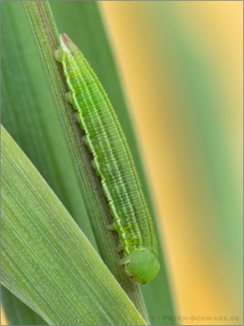 Weißbindiges Wiesenvögelchen Raupe (Coenonympha arcania) 10