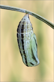 Alpen-Wiesenvögelchen Puppe (Coenonympha gardetta) 16