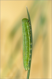 Alpen-Wiesenvögelchen Raupe (Coenonympha gardetta) 14