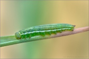 Alpen-Wiesenvögelchen Raupe (Coenonympha gardetta) 11