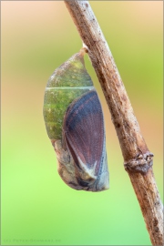 Puppe Rotbraunes Wiesenvögelchen (Coenonympha glycerion) 08