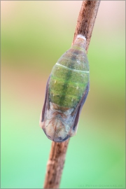 Puppe Rotbraunes Wiesenvögelchen (Coenonympha glycerion) 09