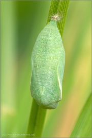 Puppe Rotbraunes Wiesenvögelchen (Coenonympha glycerion) 07